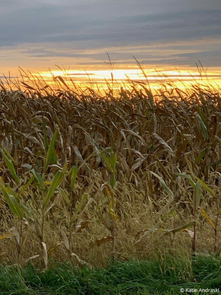 The silence of sunrise against dried corn