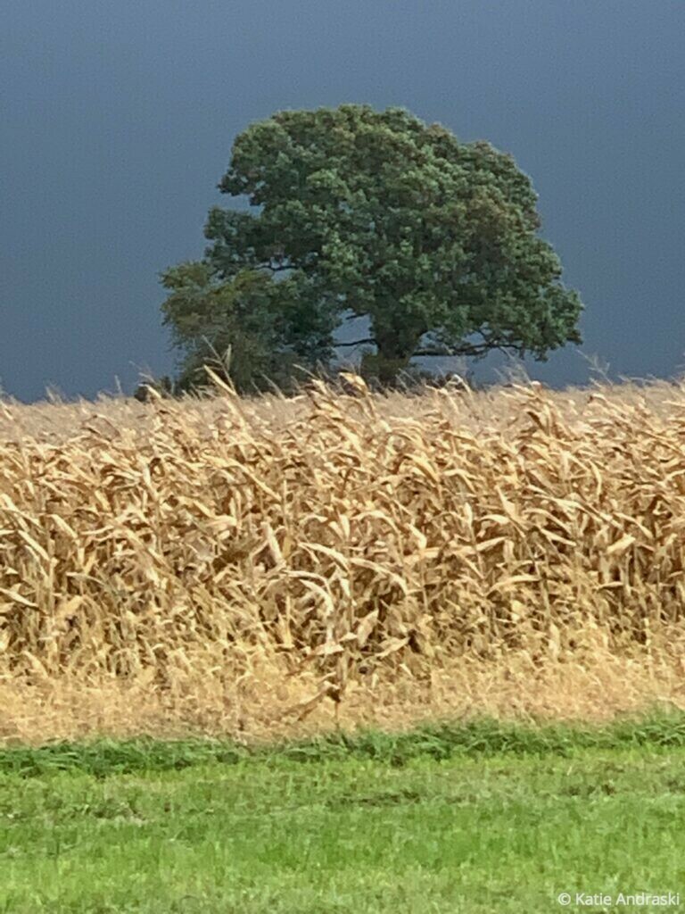 Silence of dry corn and Peterson's oak against a fleeing storm