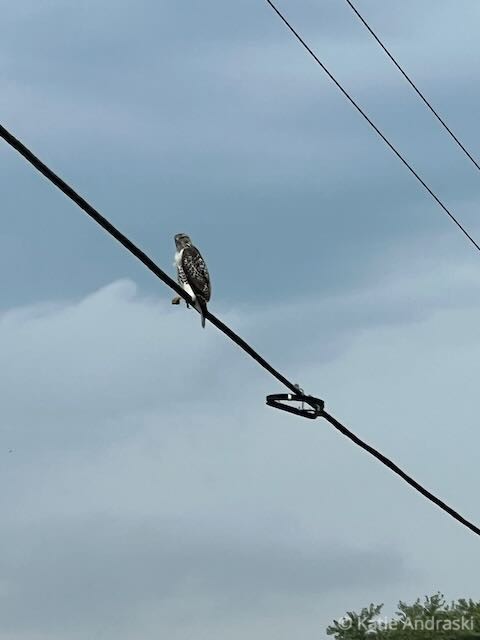 Crucified Hawk