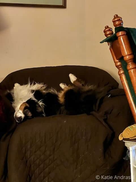 A small black and white dog resting on a brown chair.