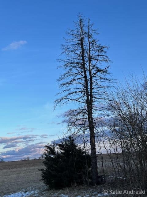 A single tall tree with sparse branches against a blue sky.
