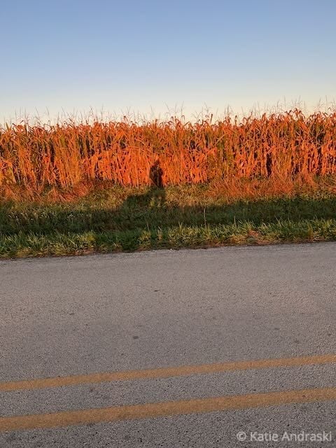 Shadow of a person on a road with a sunset-lit field of tall plants.
