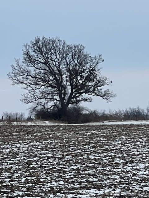 A lone tree stands in a barren field under a gray sky.