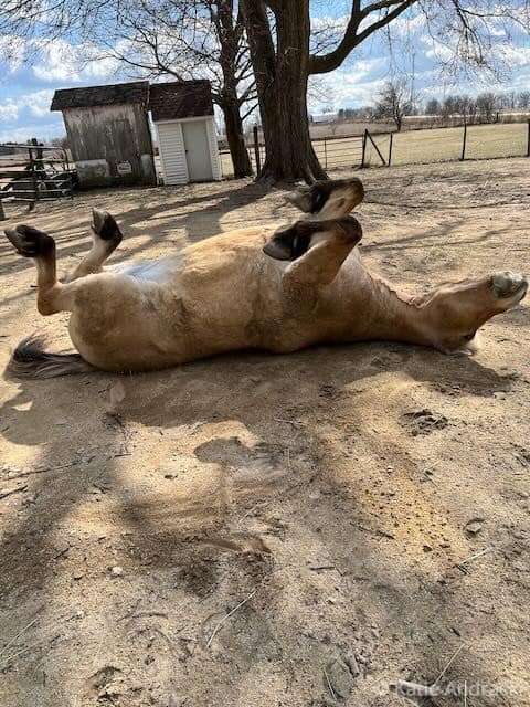 Dog joyfully rolling on its back outdoors on sandy ground.