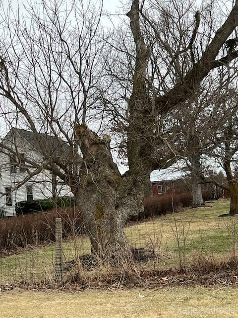 A rustic tree with twisted branches stands in a yard near houses on a cloudy day.