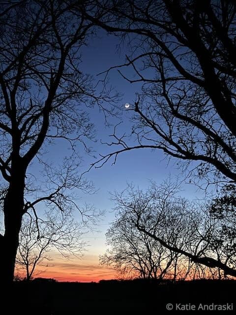 Silhouetted trees frame a crescent moon and star in a twilight sky.