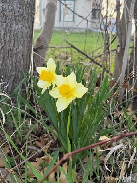Two yellow and white daffodils blooming by a tree trunk outdoors.