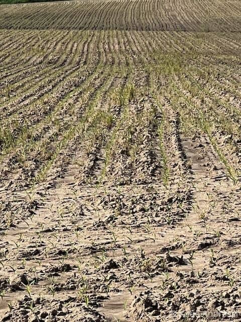Dry, cracked soil with sparse plant growth in rows.