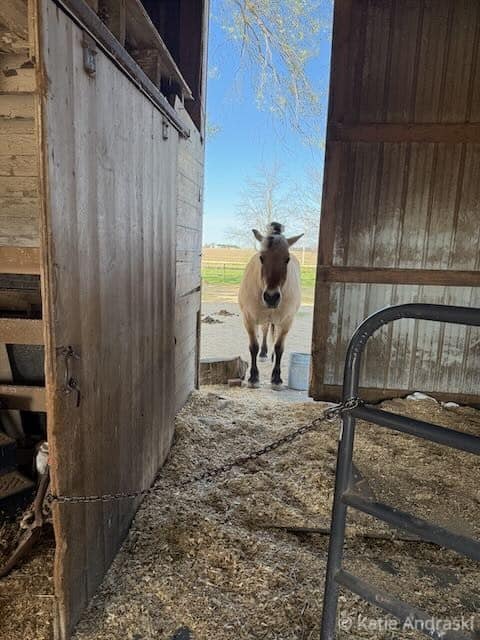 A llama stands in a barn doorway looking outside.