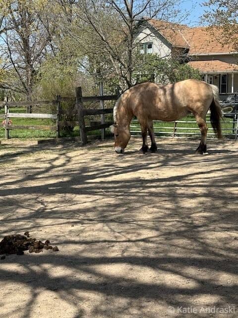A horse stands calmly in a sunlit fenced yard with trees casting shadows.
