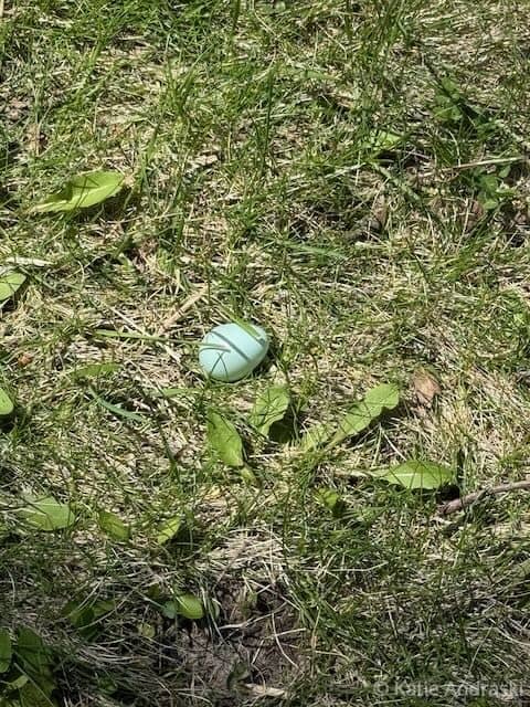 A blue-green turtle shell lying on dry grass and soil.