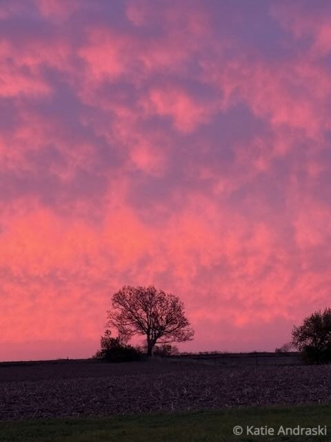 Silhouetted tree against a vibrant pink and purple sunset sky.