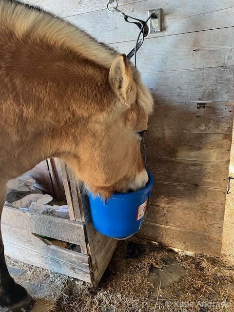 A brown horse drinking from a blue bucket in a stable.