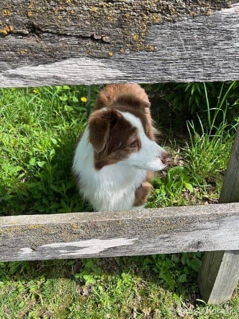 A brown and white dog peeks through a wooden fence into a grassy area.