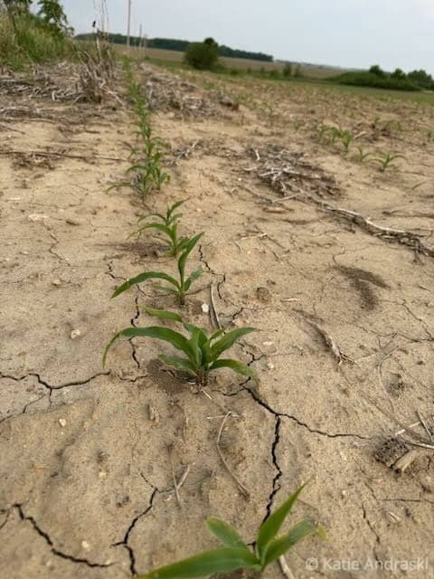 Young corn plants growing in dry, cracked soil.