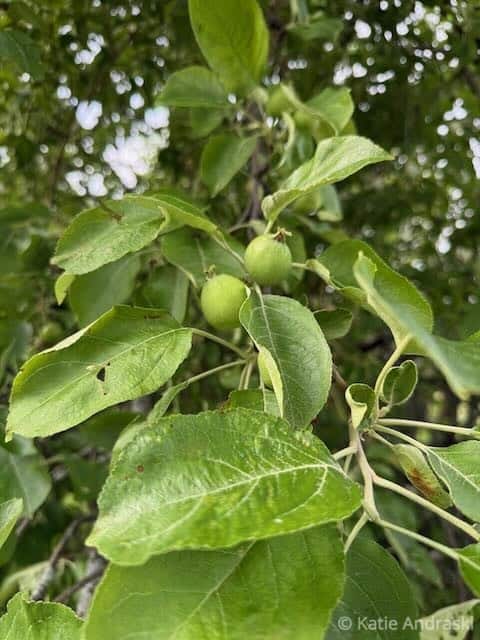 Close-up of unripe green apples on a leafy tree branch.