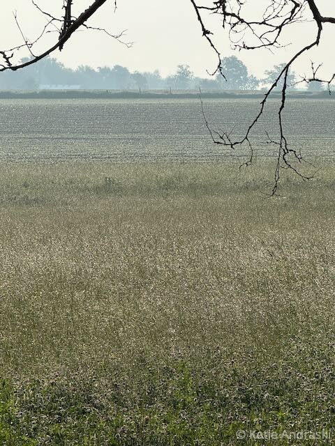 A bird soaring above a foggy grassy field with distant trees and power lines.