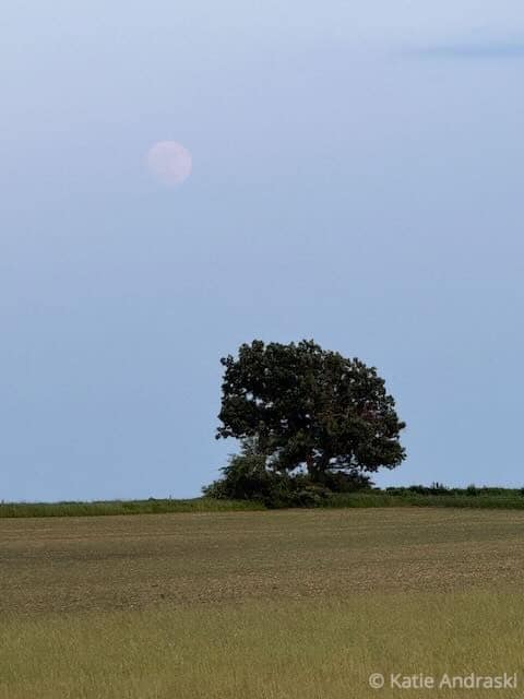 A lone tree stands under a pale sky with a visible moon.