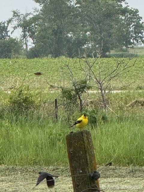 A vibrant yellow bird perched on a fence post in a green field.