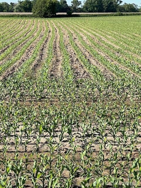 Young corn plants growing in neat rows in a field.