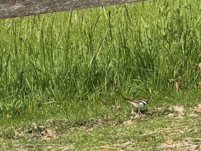 A small bird perched on green grass near a water body.