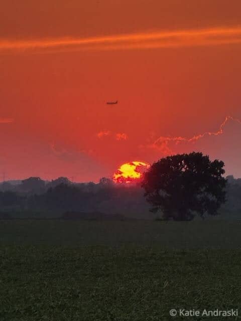 A vibrant red sunset with a silhouetted tree and a bird flying above.