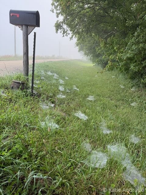 A foggy roadside with spider webs on grass and a signpost.