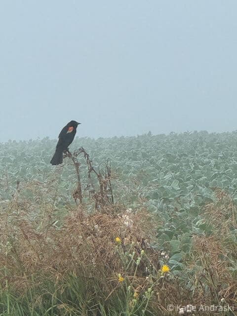 A black bird perched on a dry plant in a field with green foliage.