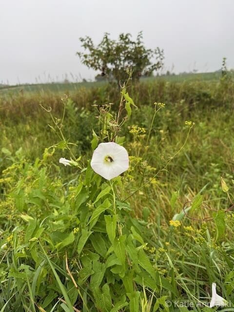 A single white morning glory flower amidst green grass and plants.
