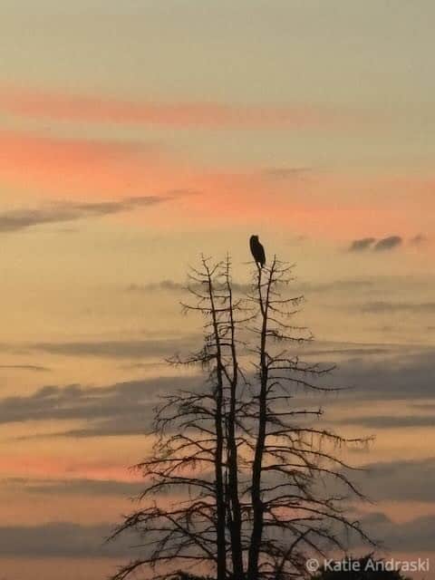 A bird perched on a barren tree against a colorful sunset sky.